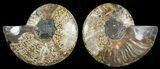 Cut & Polished Ammonite Fossil - Agatized #69024-1